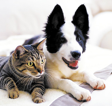 dog and cat